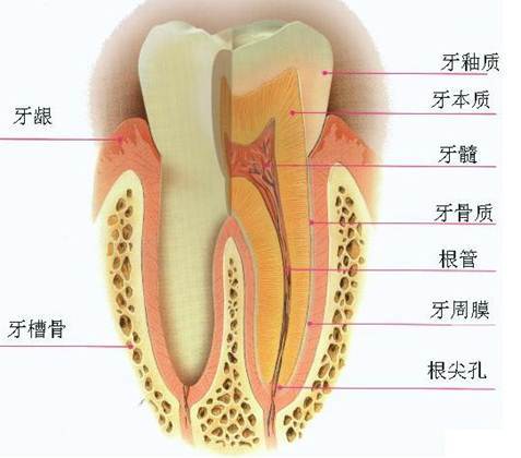 什么情况下需要做根管治疗?